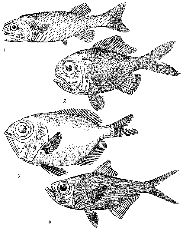 Рыбы открытого океана doc2fb_image_03000036.png