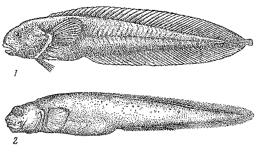 Рыбы открытого океана doc2fb_image_03000037.png
