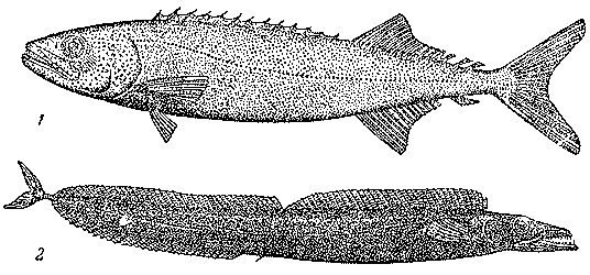 Рыбы открытого океана doc2fb_image_03000038.png