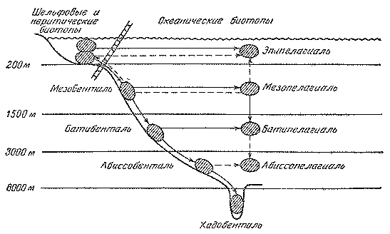 Рыбы открытого океана doc2fb_image_0300003E.png