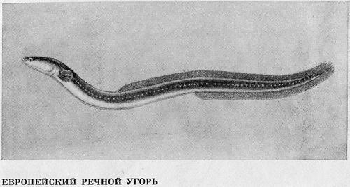 Рыбы Подмосковья image_52.jpg