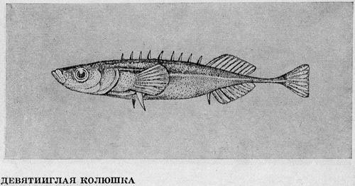 Рыбы Подмосковья image_60.jpg