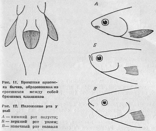 Рыбы Подмосковья image_10.jpg