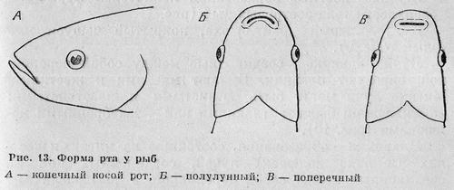 Рыбы Подмосковья image_11.jpg