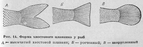 Рыбы Подмосковья image_12.jpg