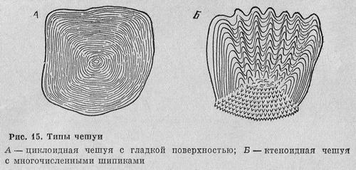 Рыбы Подмосковья image_13.jpg