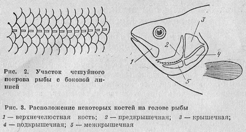 Рыбы Подмосковья image_2.jpg