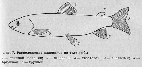 Рыбы Подмосковья image_6.jpg