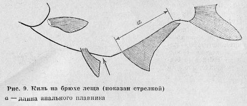 Рыбы Подмосковья image_8.jpg
