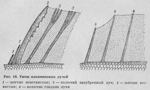Рыбы Подмосковья image_9.jpg