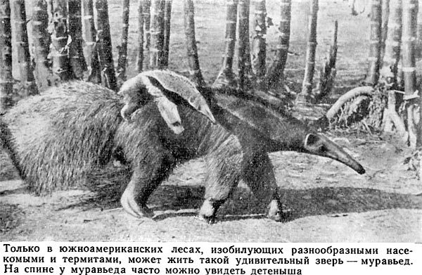 Тайна Рио де Оро i_062.jpg