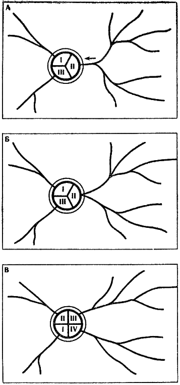 Муравей, семья, колония i_009.png