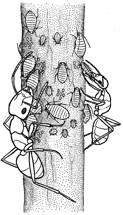 Муравей, семья, колония i_001.png