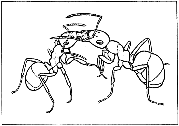 Муравей, семья, колония i_002.png