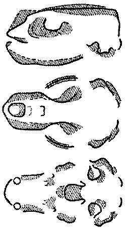 Морские львы и котики i_012.png