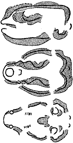 Морские львы и котики i_013.png