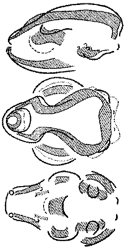 Морские львы и котики i_014.png