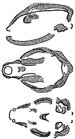 Морские львы и котики i_015.png