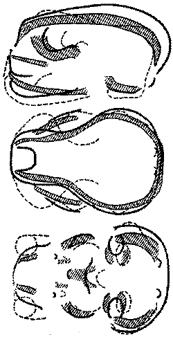 Морские львы и котики i_016.png
