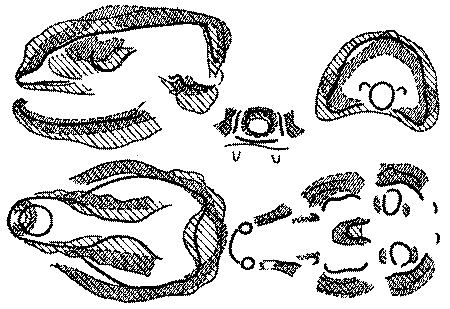 Морские львы и котики i_017.png