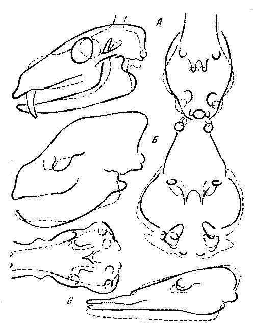 Морские львы и котики i_018.png