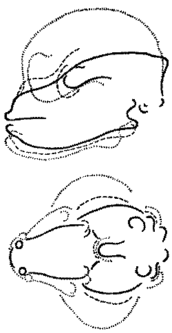 Морские львы и котики i_019.png