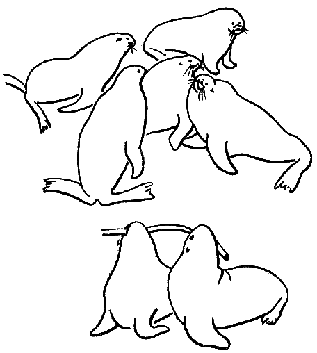 Морские львы и котики i_020.png