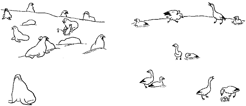 Морские львы и котики i_021.png