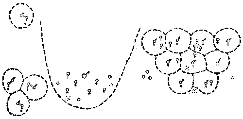 Морские львы и котики i_022.png