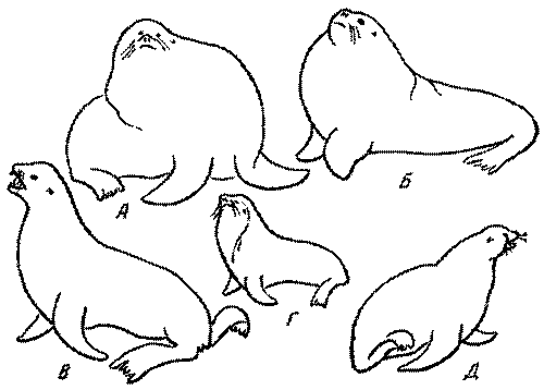 Морские львы и котики i_001.png