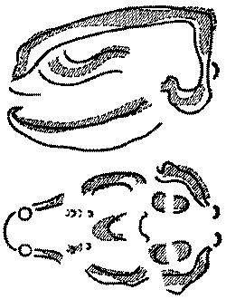 Морские львы и котики i_002.png