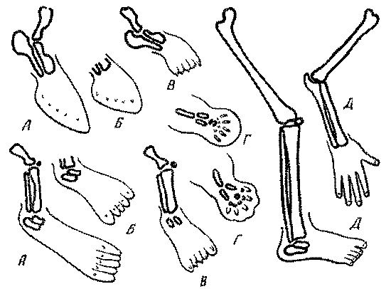 Морские львы и котики i_003.png