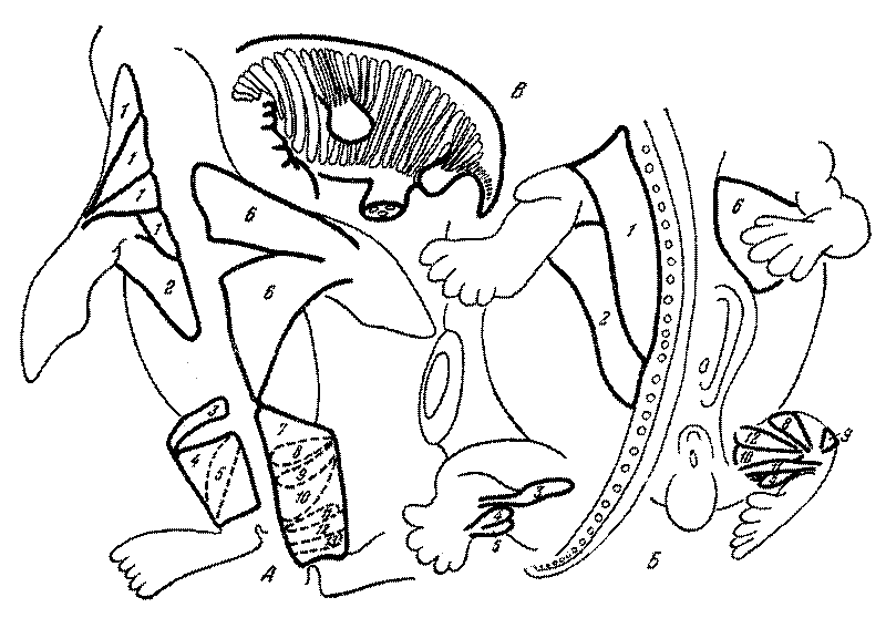 Морские львы и котики i_004.png