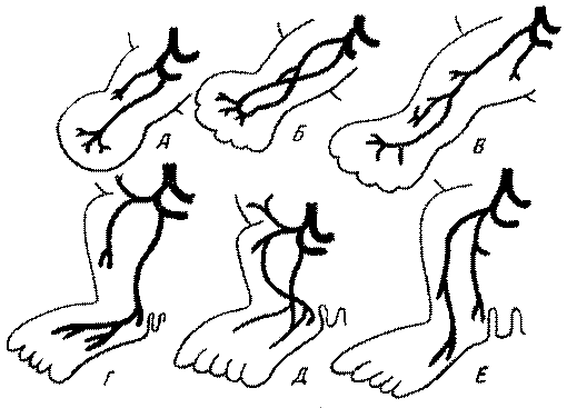 Морские львы и котики i_005.png