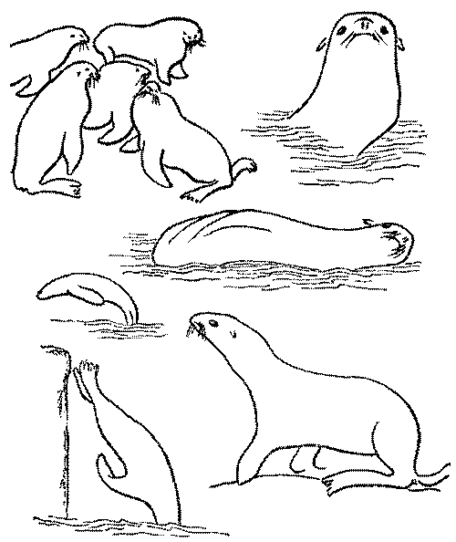 Морские львы и котики i_006.png
