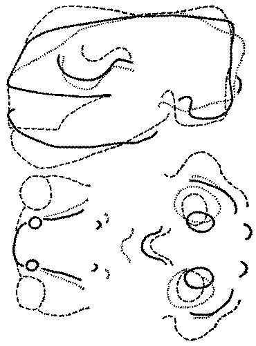 Морские львы и котики i_008.png