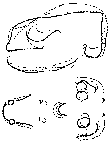 Морские львы и котики i_009.png