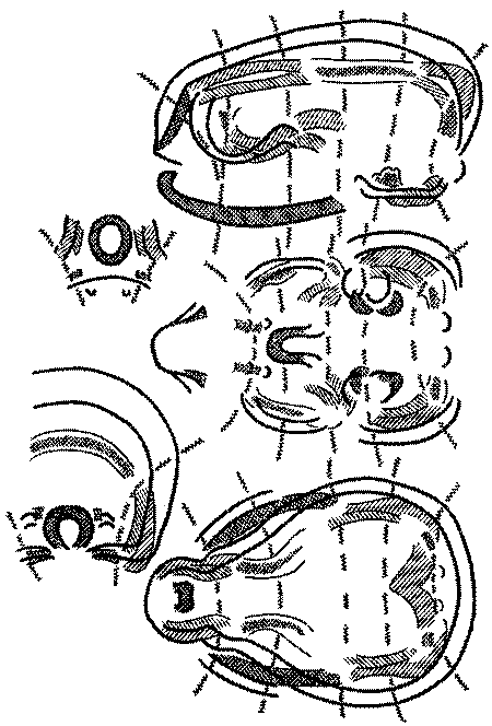Морские львы и котики i_010.png