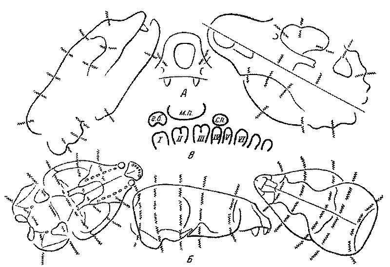 Морские львы и котики i_011.png