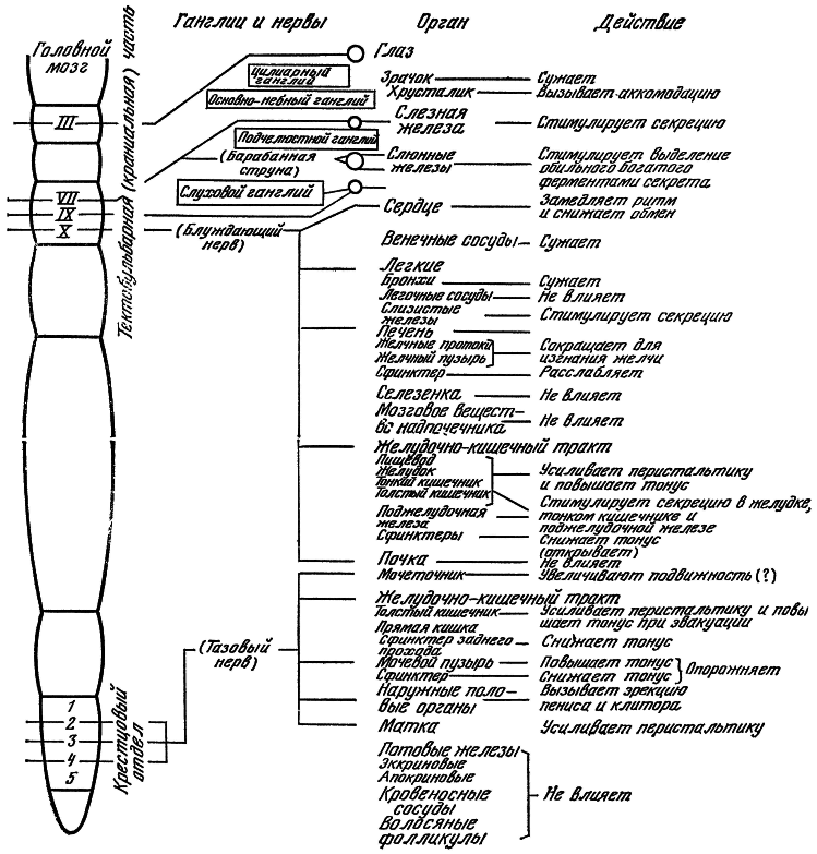 Внутренняя среда организма i_002.png