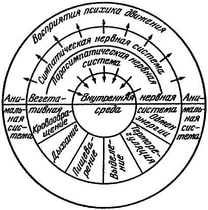 Внутренняя среда организма i_004.png