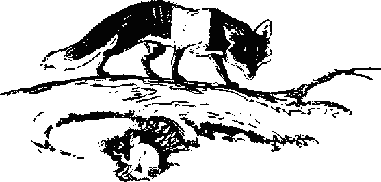 Про косматых и пернатых (рассказы) _2.png