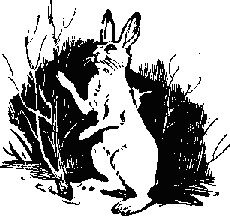 Про косматых и пернатых (рассказы) _11.png