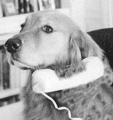 A Big Little Life: A Memoir of a Joyful Dog pic_9.jpg