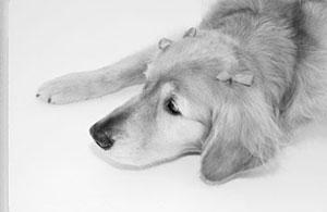 A Big Little Life: A Memoir of a Joyful Dog pic_10.jpg