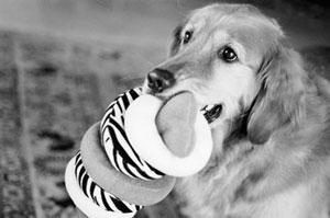 A Big Little Life: A Memoir of a Joyful Dog pic_12.jpg