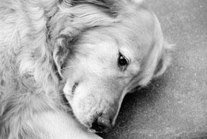 A Big Little Life: A Memoir of a Joyful Dog pic_13.jpg