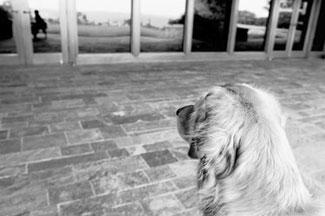 A Big Little Life: A Memoir of a Joyful Dog pic_14.jpg