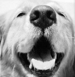 A Big Little Life: A Memoir of a Joyful Dog pic_15.jpg