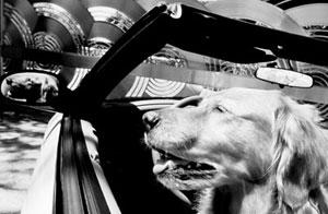 A Big Little Life: A Memoir of a Joyful Dog pic_20.jpg
